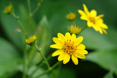 Wollastonia biflora