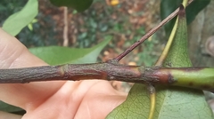 Elaeocarpus chinensis