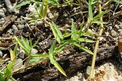 Stenotaphrum micranthum