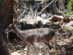 Odocoileus virginianus couesi