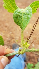 Microsechium helleri