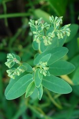 Euphorbia atoto