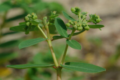 Euphorbia atoto