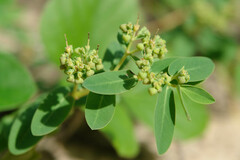 Euphorbia atoto