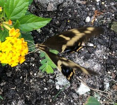 Heraclides andraemon