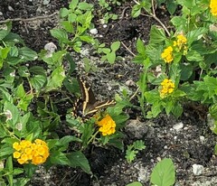 Heraclides andraemon