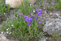 Penstemon hallii