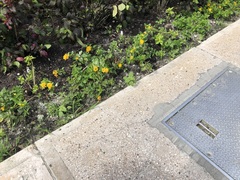 Heraclides andraemon