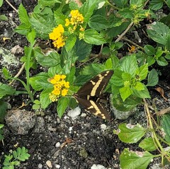 Heraclides andraemon