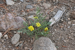 Cymopterus lemmonii