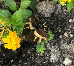 Heraclides andraemon