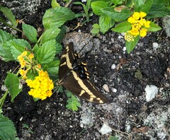 Heraclides andraemon