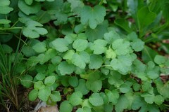 Triumfetta procumbens