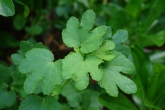 Triumfetta procumbens