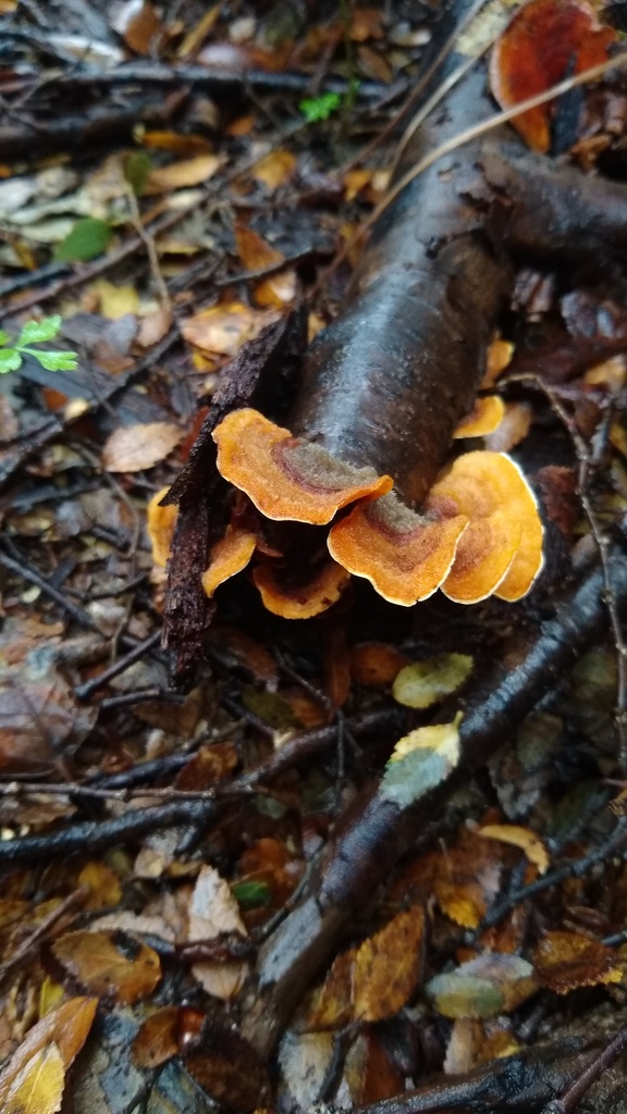 Stereum hirsutum · September 2022 · photo: © lechuzoologo (iNaturalist, cc-by)