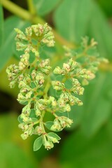 Euphorbia atoto