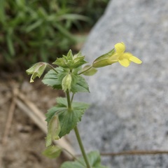 Erythranthe lagunensis