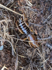 Ammopelmatus