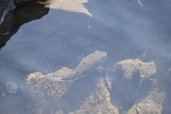 Tetractenos hamiltoni