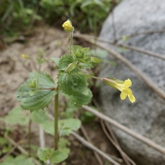 Erythranthe lagunensis