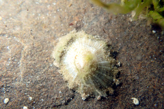 Siphonaria zelandica