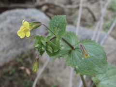 Erythranthe lagunensis