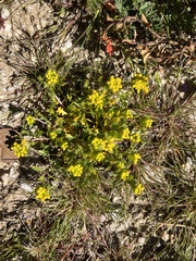 Lepidium flavum felipense