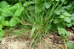 Stenotaphrum micranthum