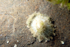 Siphonaria zelandica