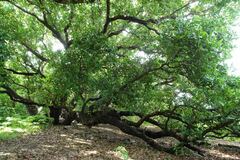 Calophyllum inophyllum