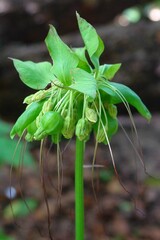 Tacca leontopetaloides