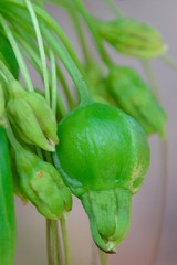 Tacca leontopetaloides