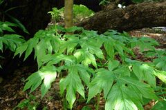 Tacca leontopetaloides