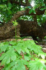 Tacca leontopetaloides