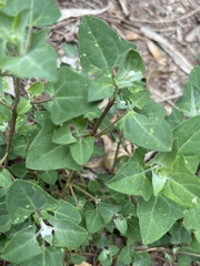 Chenopodium trigonon stellulatum