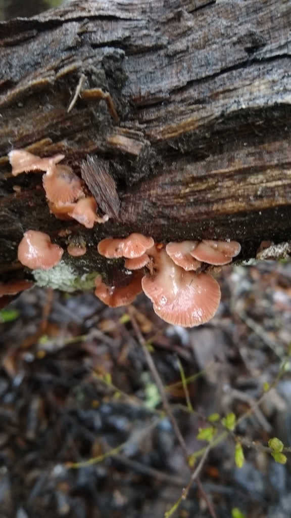 Scytinotus longinquus · September 2022 · photo: © lechuzoologo (iNaturalist, cc-by)