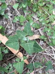 Chenopodium trigonon stellulatum