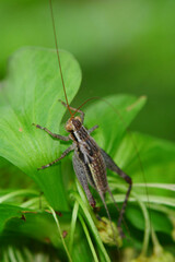 Cardiodactylus novaeguineae