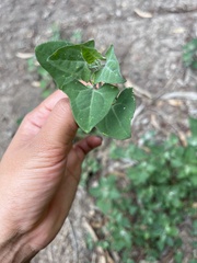 Chenopodium trigonon stellulatum