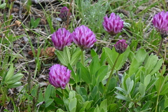 Trifolium parryi