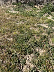 Lepidium flavum felipense