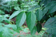 Celtis paniculata