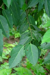 Celtis paniculata