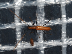 Aphanosperma orientalis