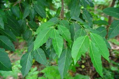 Celtis paniculata