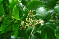 Micromelum minutum