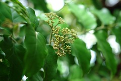 Micromelum minutum