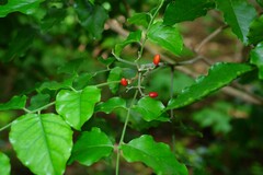 Micromelum minutum