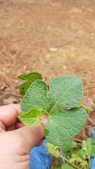 Microsechium helleri