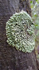 Menegazzia